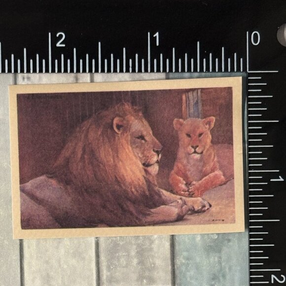 ๐10/$10๐ Classic Vicious Cats Lion Tiger Cheetah Reusable Washi Sticker Decal - Picture 1 of 1